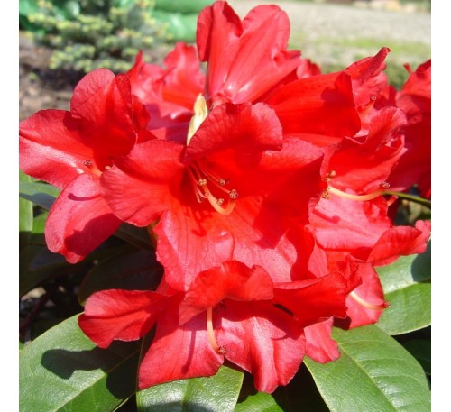Рододендрон плоский Бенгал (Bengal) С2, 2 года